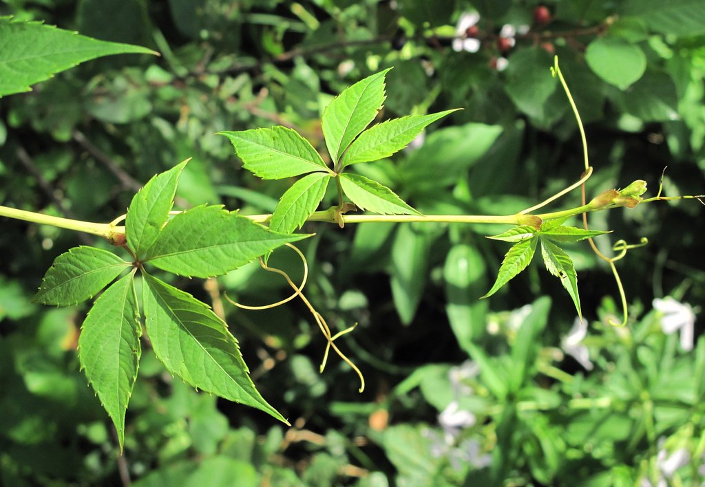 Parthenocissus inserta